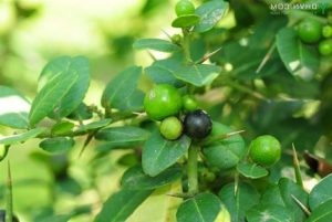 Hái ra tiền nhờ cây dược liệu quý mọc hoang